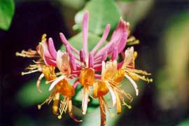 fiore di bach honeysuckle
